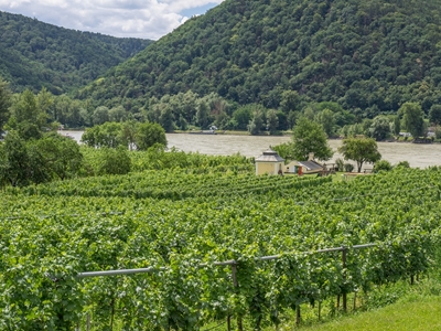 Vinmarker ved Donau