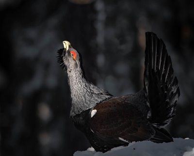 Winter Capercaillie 1