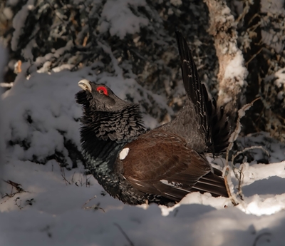 Winter Capercaillie 2