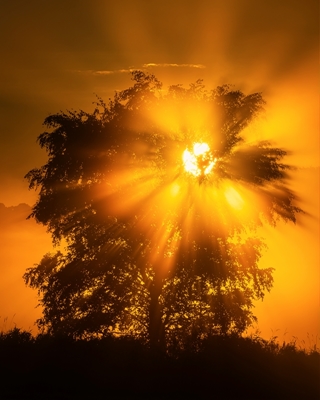 Sunrise behind tree