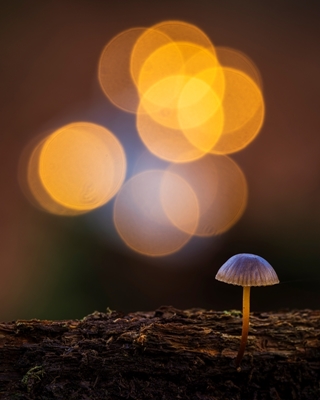 Mushroom in fall forest