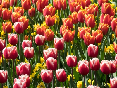 Champ de tulipes au printemps
