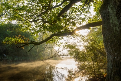 Trees over misty river