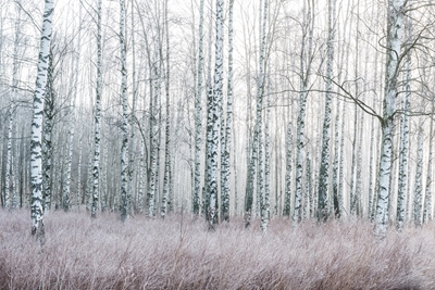 Frosty birch forest