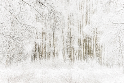 Magic winter forest