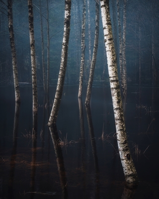 Birches in water