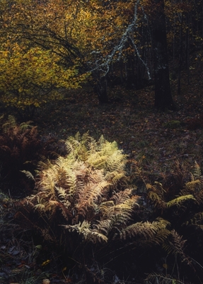 Podzimní příroda v Mölndalu
