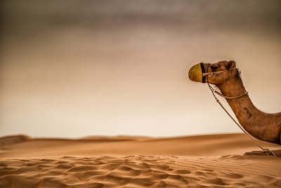 En kamel i Dubai
