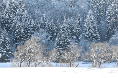 Foresta invernale