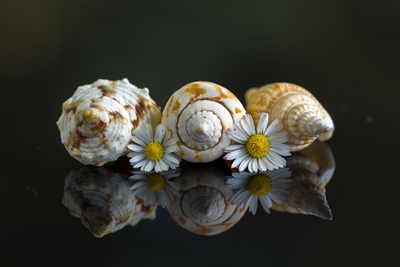 Shells and daisys