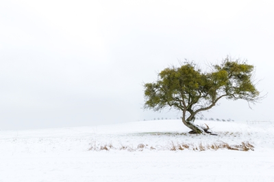 Träd på vintern