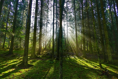 Das Licht des Waldes