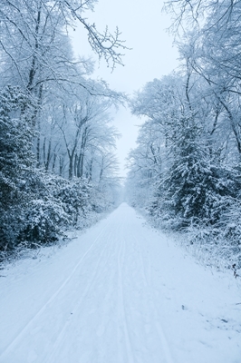 Ścieżka przez śnieg