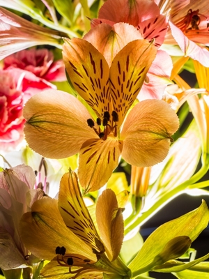 Orkidé blomster