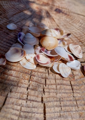 Shells on Wood