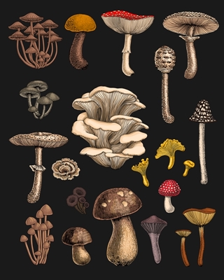 Cogumelos selvagens