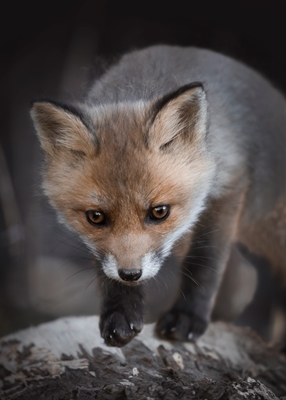 Fox cub exploring