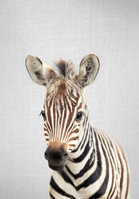 Zebra bebê