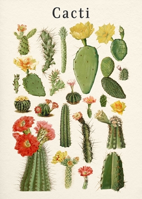 Kaktus samling