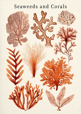 Algen- und Korallenkollektion