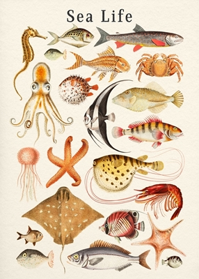 Coleção Sea Life