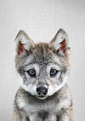 Baby Wolf