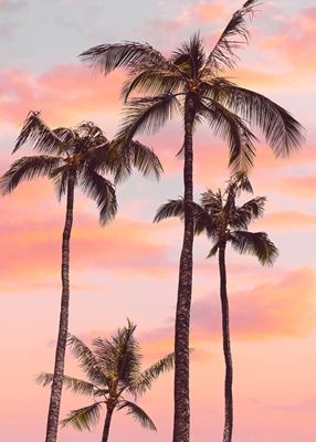 Palmiers au coucher du soleil