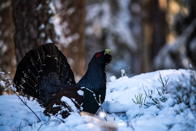 winter capercaillie3