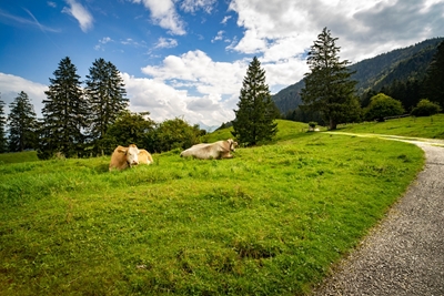 Szczęśliwe krowy w Allgäu