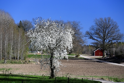 Vildäppelträd i full blom