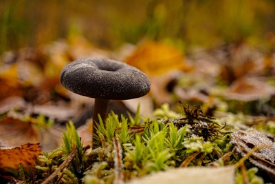 Ijzige paddenstoel