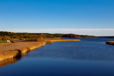 Säv aan het meer Ärlången_1