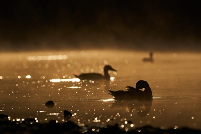 ducks at sunrise