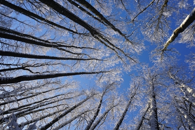 Trädkronor på vintern