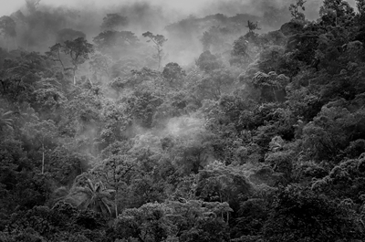 tropisk regnskog II