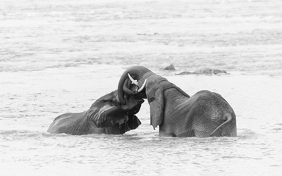 Les éléphants jouent en noir et blanc