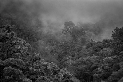 tropisk regnskog I