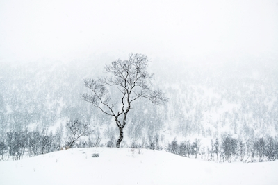 L’hiver au Norrland