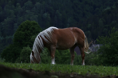 Häst på ett fält.