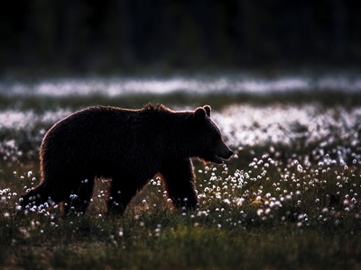 Bear in Cotton Grass