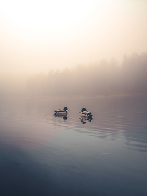 Nager dans le brouillard