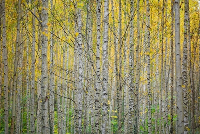 Birches in autumn colours