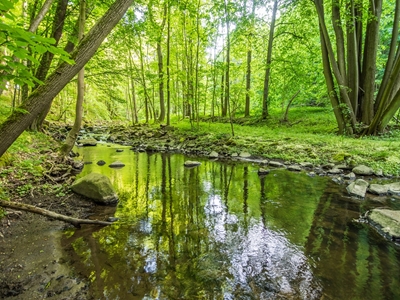 Riacho na primavera na floresta