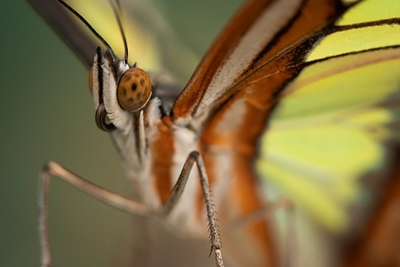 Motyl Malachit