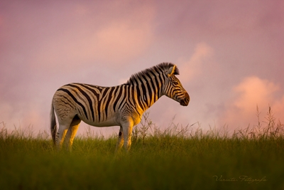 Zebra at dusk