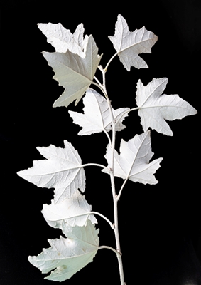 White leaves
