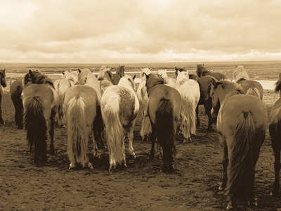 Icelandichorses