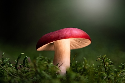 Mushroom hunt in nature