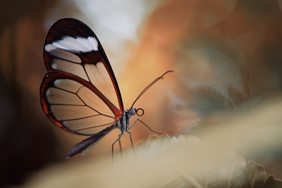 Papillon à ailes de verre