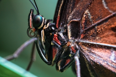 Mariposa ojo de búho